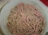 Halloween Worms