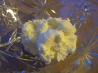 Homemade Butter II. Recipe by Sean Coate
