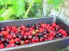 Summer Fruits Terrine or  Bodacious Berries in Wine Jelly!