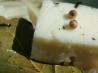 Herb-Marinated Feta With Olives. Recipe by CaliforniaJan