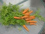 Little Bunny Foo-Foo Cake (Carrot Cake) With Cream Cheese Frosti