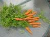 Little Bunny Foo-Foo Cake (Carrot Cake) With Cream Cheese Frosti. Recipe by Secret Agent