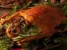 Traditional Olde English Chestnut Stuffing for Turkey or Goose. Recipe by Chef #897162