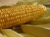 Oven Roasted Corn on the Cob. Recipe by ChefCO Mom