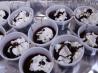 Wild Women's Chocolate Covered Cherry Jello Shots. Recipe by Mama's Kitchen (Hope)