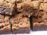Secret Ingredient  Brownie. Recipe by Addelyn's Baking Mama