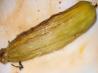 Crazy Easy Corn (On the Cob)