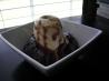 Hot Fudge Sauce
