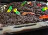 Eat This Dirt Cake