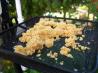 No-Melt Suet (For Birds)