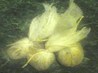 Bouquet Garni Seasoning. Recipe by Sharon123