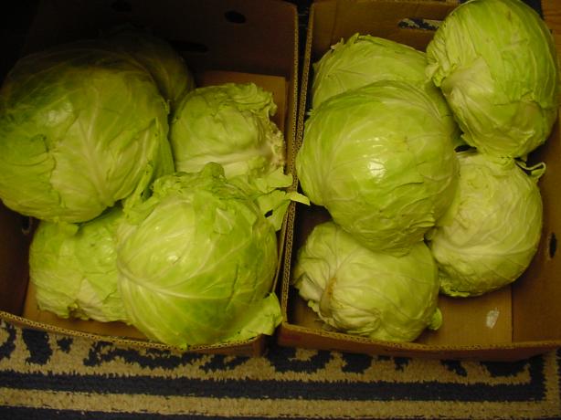 Easy Crunchy Yummy Sauerkraut. Photo by Secret Agent