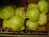Easy Crunchy Yummy Sauerkraut