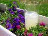 Old-Fashioned Lemonade