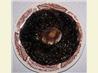 Grilled Portabella Mushrooms. Recipe by Mini Ravindran