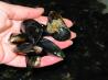 Ahoy There!  Moules Marini&egrave;res - French Sailor's Mussels