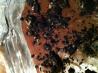Chocolate Espresso Moo-Less Pie. Recipe by Kozmic Blues