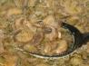 Rich Barley Mushroom Soup