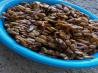 Honey I Roasted the Sunflower Seeds