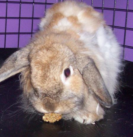 Bunneh's Bunny Rabbit Treats. Photo by newj07