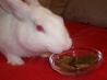 Bunneh's Bunny Rabbit Treats
