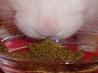 Bunneh's Bunny Rabbit Treats