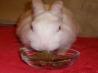 Bunneh's Bunny Rabbit Treats