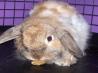 Bunneh's Bunny Rabbit Treats
