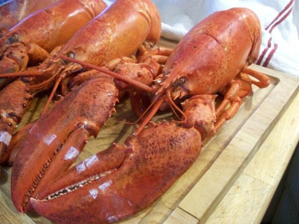 Cracked Lobster With Drawn Butter and Lemon. Photo by 2Bleu