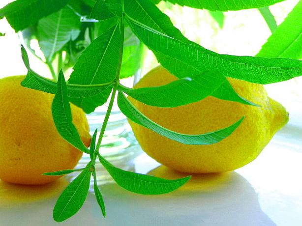 Lemon Verbena Lemonade. Photo by BecR