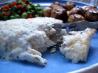 Oven-Baked French Fish Fillets