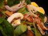 Warm Bacon Vinaigrette
