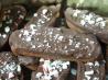 Peppermint Biscotti