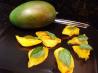 Grilled Mangoes With Ginger
