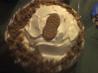 Nutter Butter Cream Cheese Pie. Recipe by Queen Shay