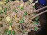 Ramen Fried " Rice"