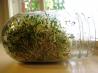 Sprouts (Grow Your Own). Recipe by Galley Wench