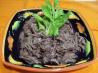 Shredded Beef Master Recipe(Oamc Friendly)
