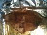 No Smoke Almost Blackened Catfish. Recipe by Shawn C
