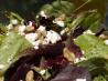 Spring Mix With Walnuts, Cranberries and Goat Cheese