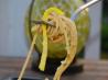 Garlic Lover's Fettuccine With Olive Oil, Garlic and Zucchini