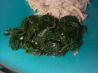 Sauteed Spinach. Recipe by Brookelynne26