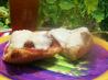 Eggplant and Mozzarella Melt. Recipe by DesertRose15