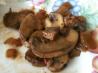 Sauteed Mushrooms