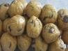 Easy Peanut Butter Balls. Photo by RachelJohnson2018
