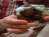 Chocolate-Mint Chip Ice Cream Sandwiches. Recipe by BekW