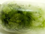 Cilantro -- Proper Storage. Photo by FolkDiva