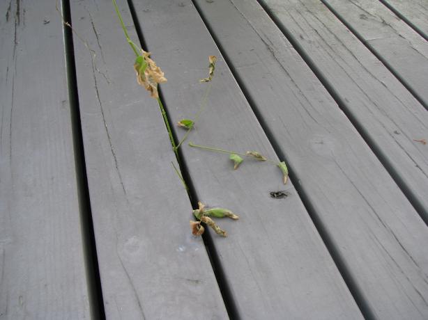 Organic Weed Killer. Photo by lazyme