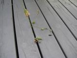 Organic Weed Killer