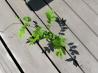 Organic Weed Killer